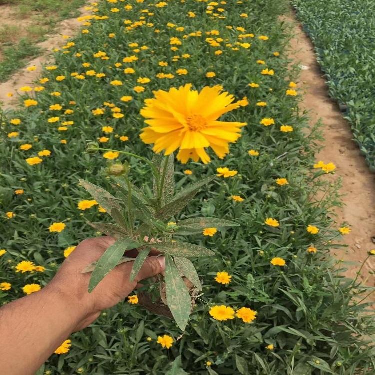 金鸡菊 金鸡菊价格 物美价廉