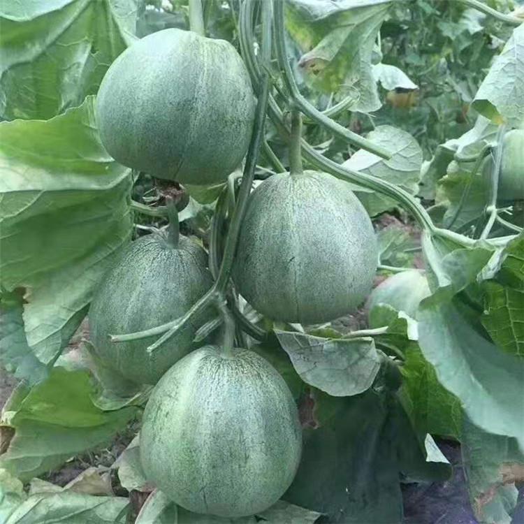 绿宝甜瓜种苗  育苗基地  早熟型甜瓜苗  杂交一代薄皮香瓜种苗