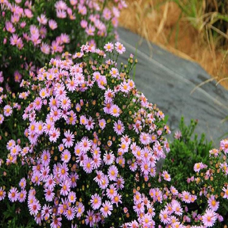 荷兰菊种植基地 荷兰菊报价