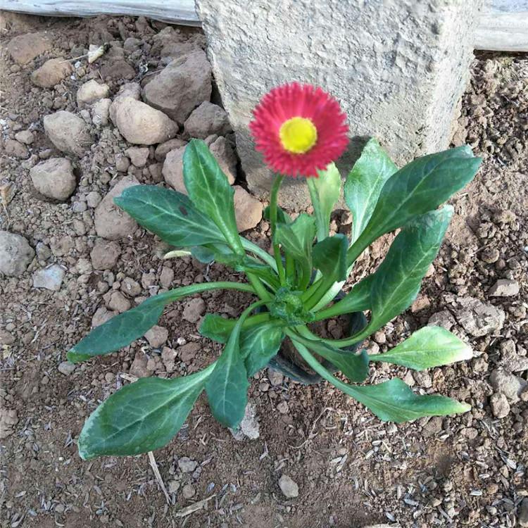 雏菊基地直发 质量好的雏菊苗 青州雏菊 雏菊小苗