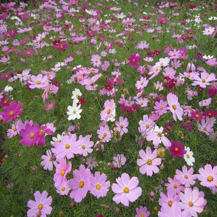 波斯菊 格桑花 波斯菊价格