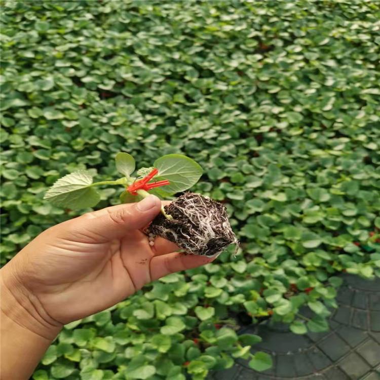 嫁接博洋苗  羊角蜜种苗  寿光博洋苗  嫁接甜瓜苗