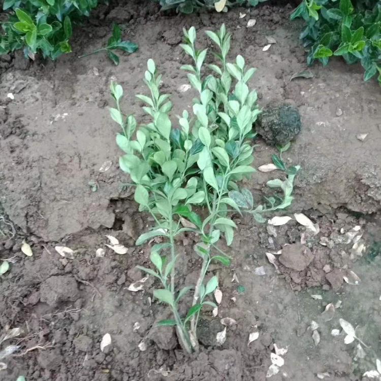 新叶花卉冬青冬青批发冬青基地直供