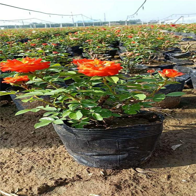 大花月季直销   量大价优    月季品种齐全   琪骏月季批发基地欢迎咨询