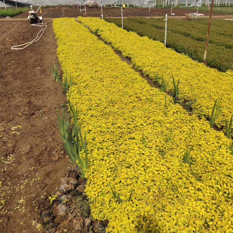 金山绣线菊种植基地批发直销