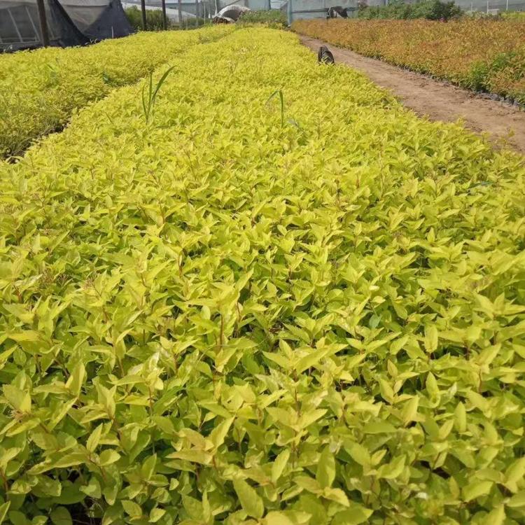 金山绣线菊与金焰绣线菊区别 金山绣线菊图片