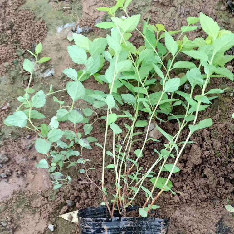 容器苗金山绣线菊杯苗