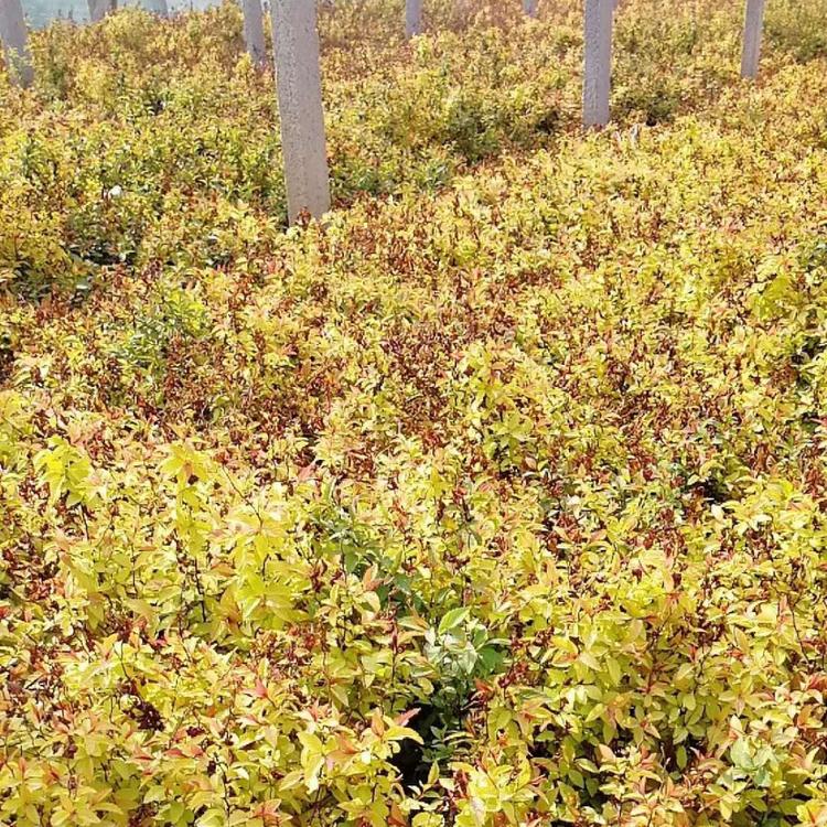 金焰绣线菊价格 金焰绣线菊种植基地 山东绣线菊基地