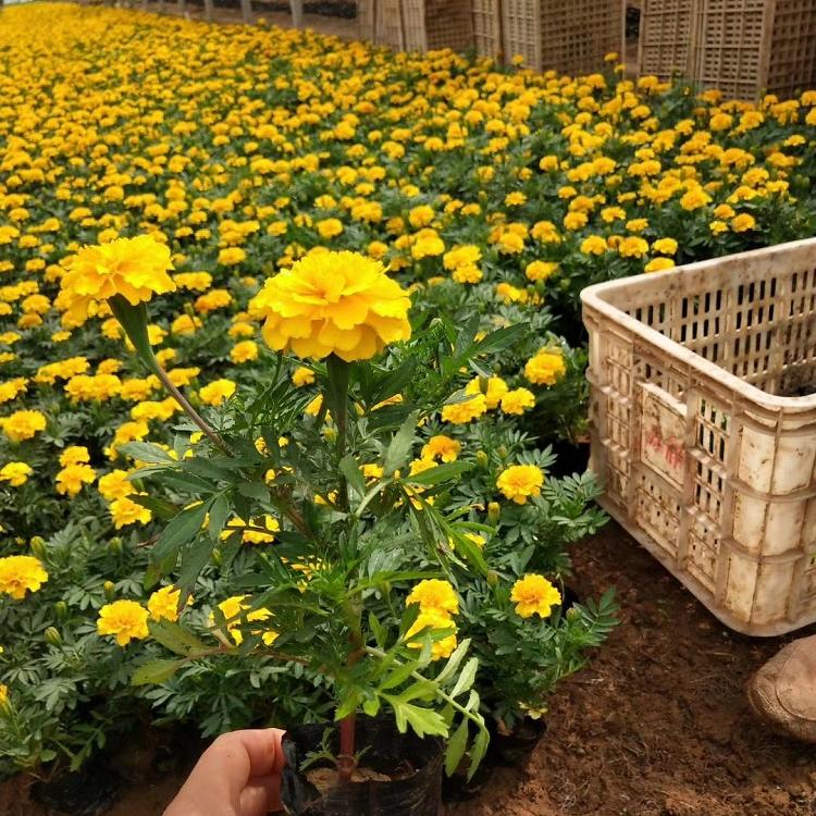 临沂苗圃直供景观花卉孔雀草杯苗