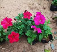 承玉花卉济宁价格实惠开花草花矮牵牛种苗