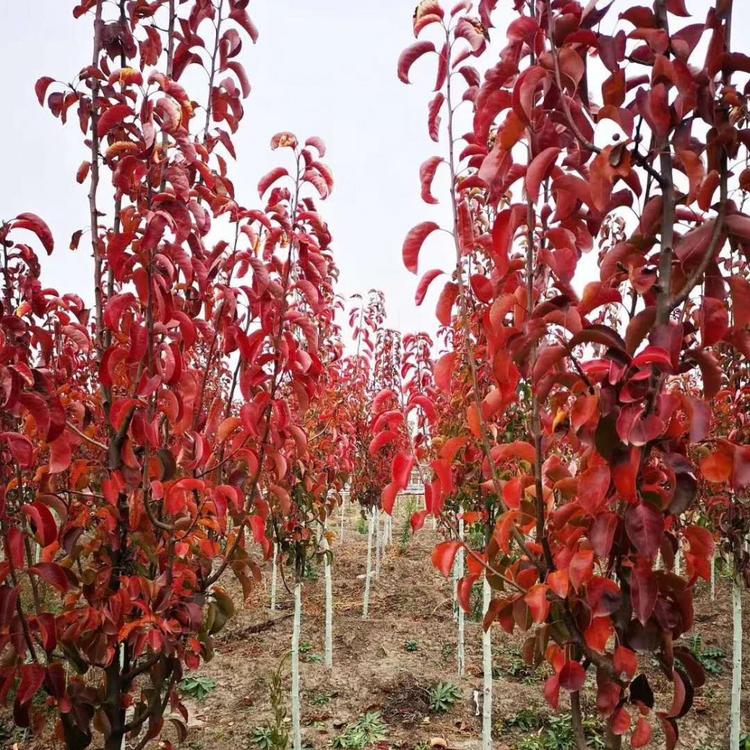 彩叶豆梨 彩叶豆梨批发 彩叶豆梨基地  彩叶豆梨报价