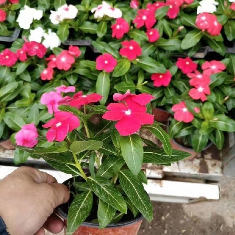 大批量批发长春花 长春花花期 长春花价格 长春花