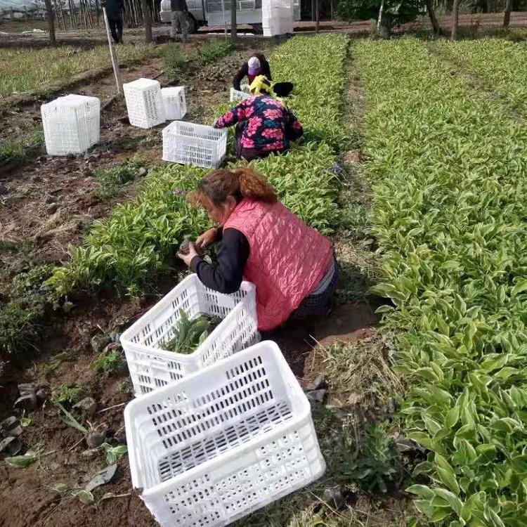钰艺玉簪基地 玉簪报价 玉簪苗出售