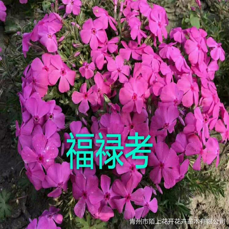 丛生福禄考种植基地    丛生福禄考小苗  福禄考批发价格