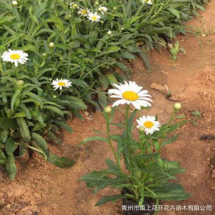 大滨菊批发  大滨菊小苗  青州大滨菊价格   绿化专用大滨菊