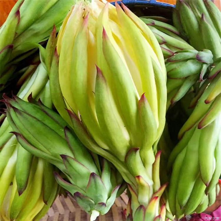 霸王花清洗机 水果清洗设备 鼓泡式高压喷淋清洗设备 工厂化清洗生产线