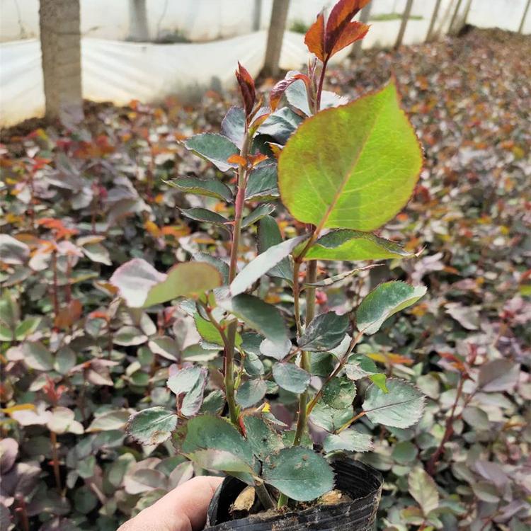 红帽月季基地 山东红帽月季培育 红帽月季优惠价格