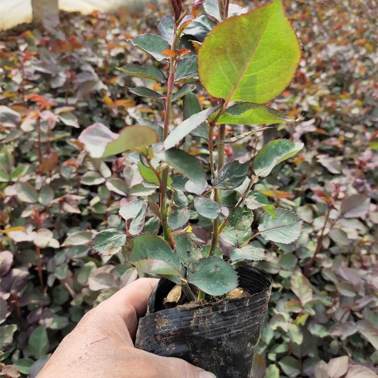 红帽月季基地 红帽月季报价 红帽月季苗出售