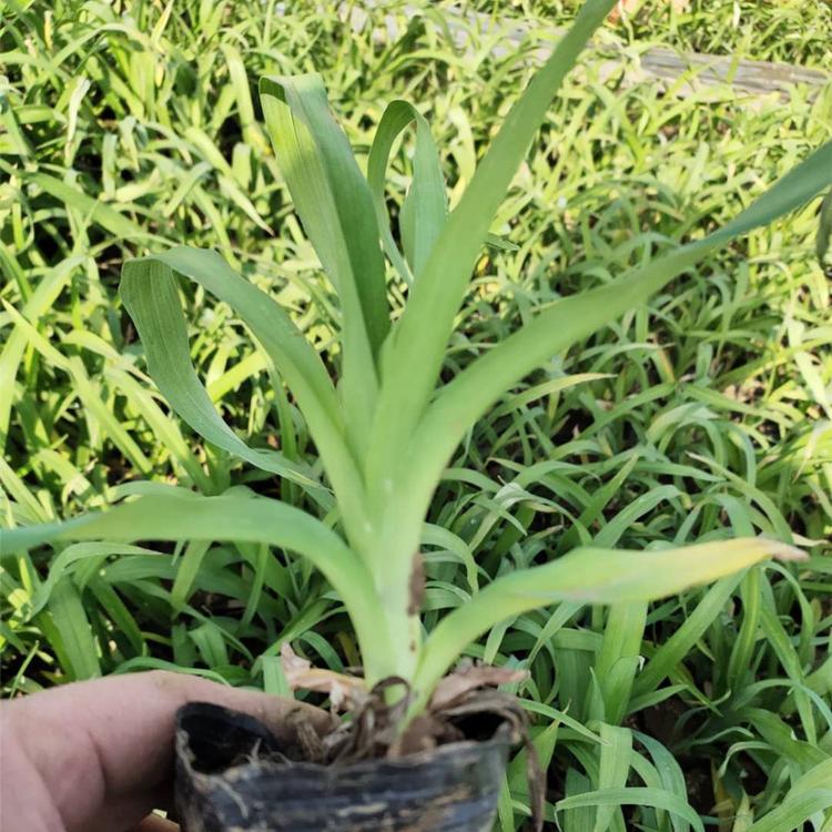 大量供应大花萱草 大花萱草批发价格 大花萱草供应商