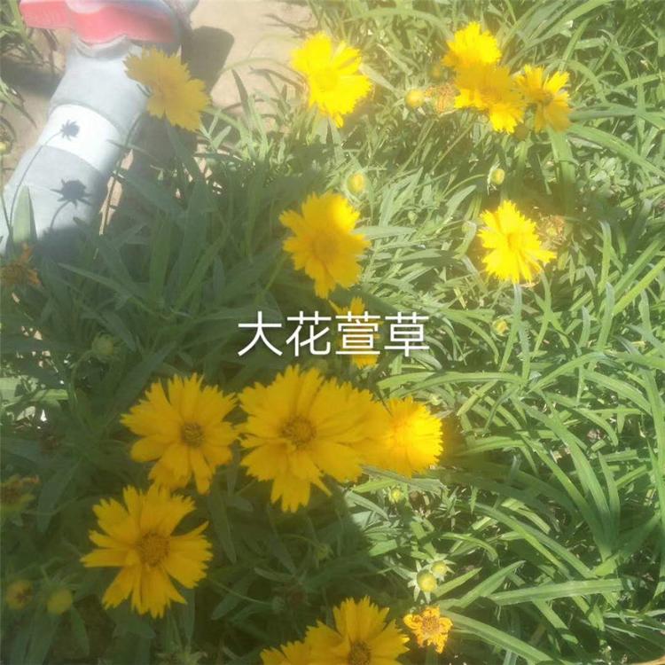 大花萱草基地 大花萱草报价 大花萱草苗出售