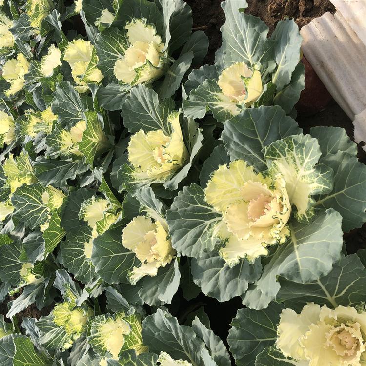 应季苗木 青州羽衣甘蓝价格 羽衣甘蓝小苗