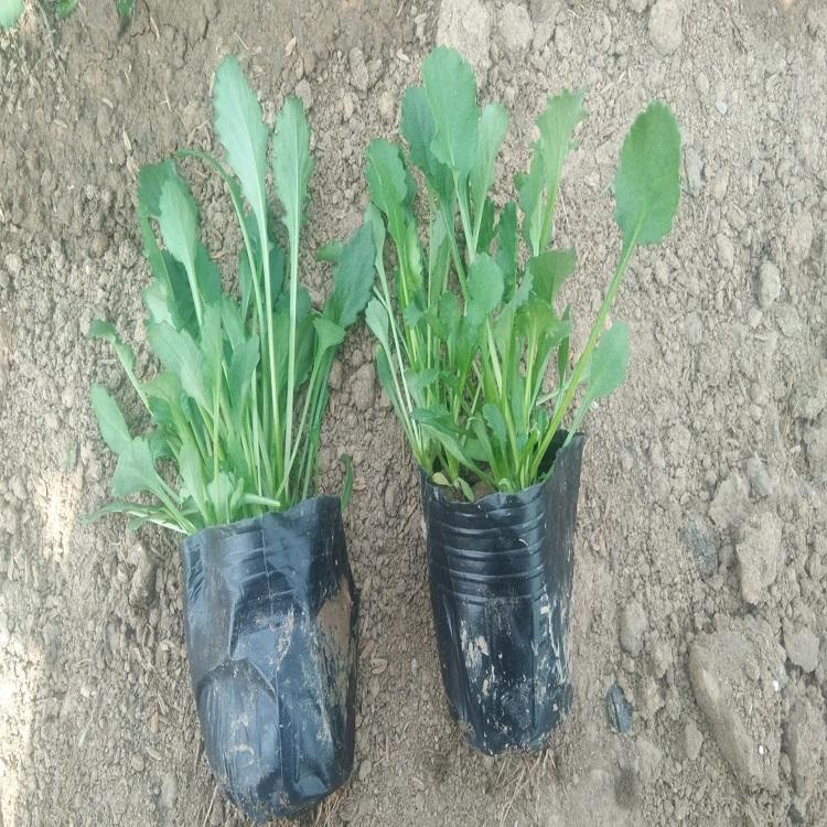 大滨菊 大滨菊价格