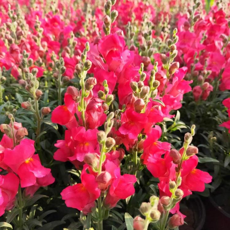 金鱼草-金鱼草盆栽-青州草花时令花卉基地-金鱼草价格