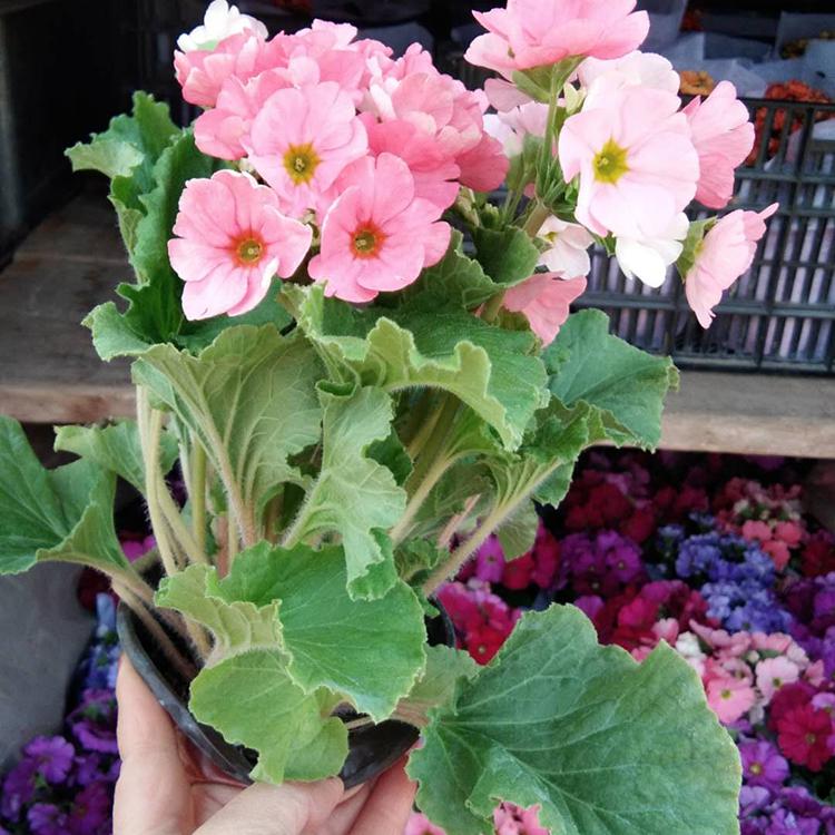 种植四季樱花 四季樱花基地