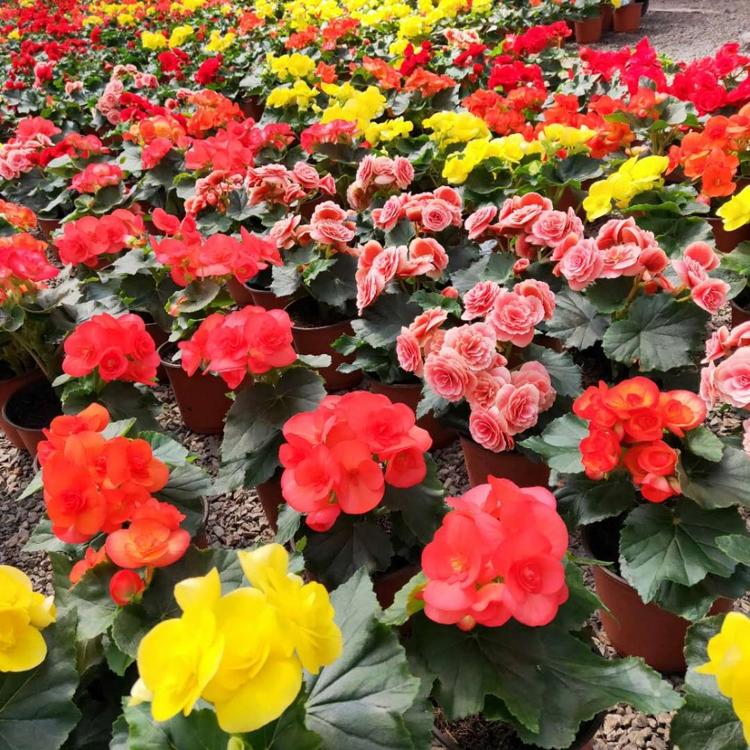 丽格海棠-室内阳台盆栽海棠花 青州花卉 四季开花丽格海棠