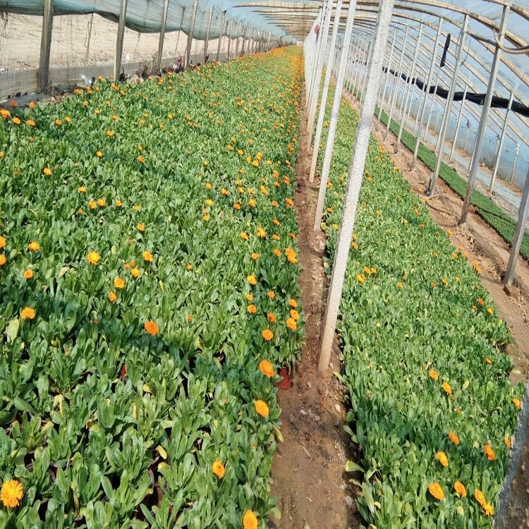 金盏菊报价 金盏菊基地