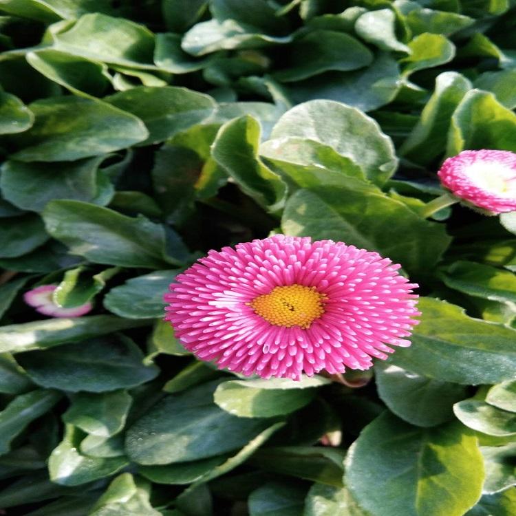 大量供应雏菊  雏菊价格