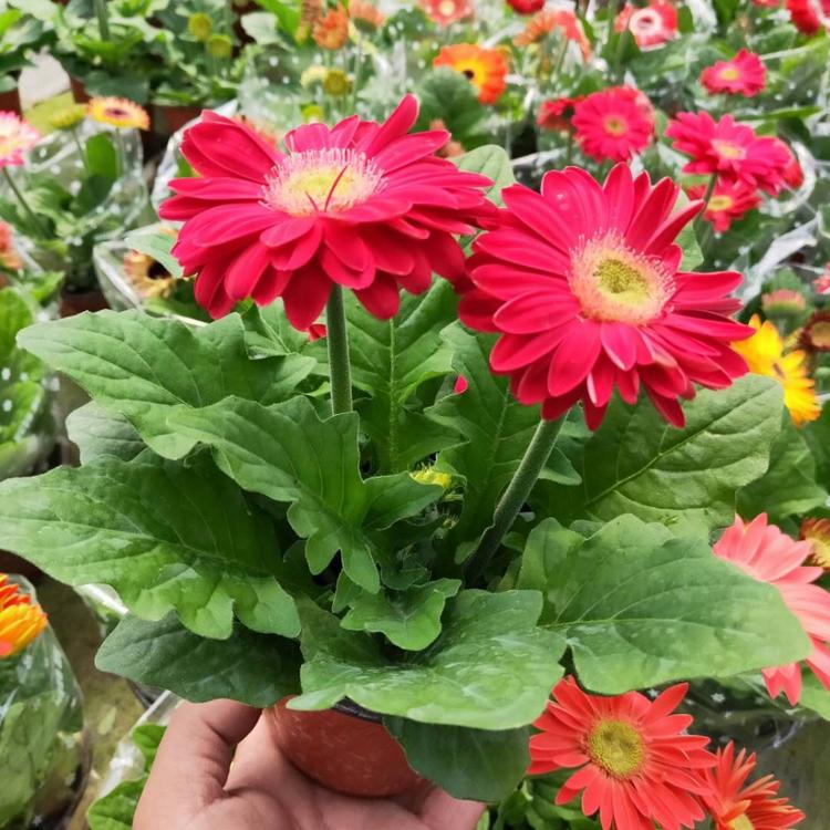 特价供应优质非洲菊-扶郎花苗盆栽-非洲菊价格