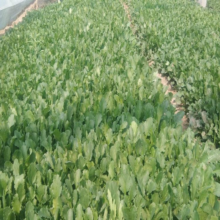 大滨菊种植基地 大滨菊报价 大量供应草花