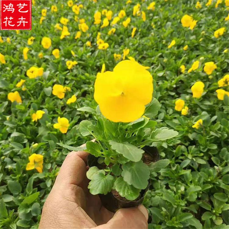 绿化草花植物批发 角堇小苗 黄花角堇 红花角堇