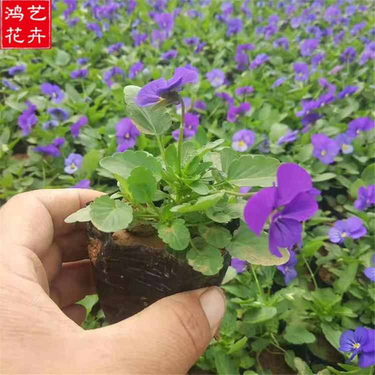 观赏花卉 山东草花生产基地 角堇小苗 青州基地直销