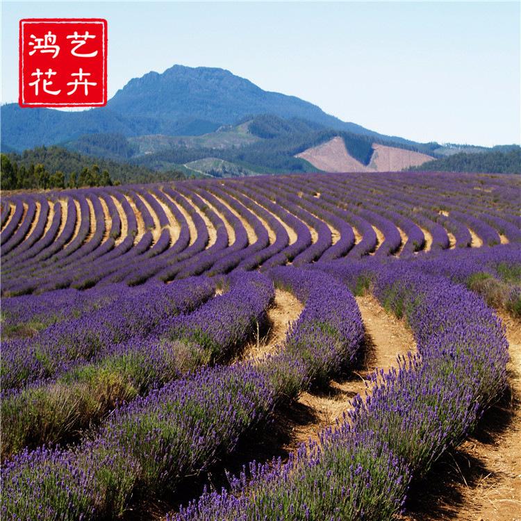 熏衣草小苗批发 花海品种 花海草花用苗 熏衣草小杯苗