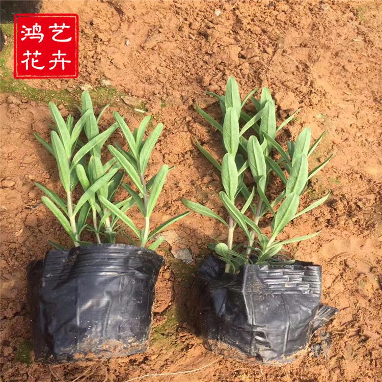 花海景观设计草花 薰衣草批发 薰衣草基地 花坛景观绿化花卉