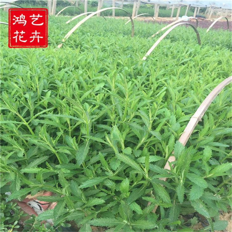 观赏草马鞭草小苗 四季草花 花海用苗马鞭草 鸿艺时令草花