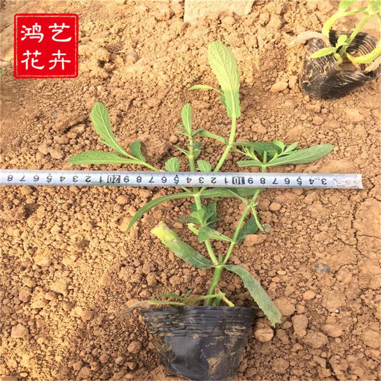 马鞭草种植 花海草花马鞭草 马鞭草基地直销