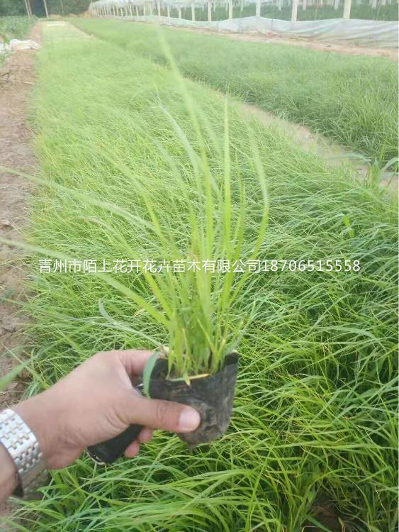 青州青绿苔草   青绿苔草批发   青绿苔草价格  青绿苔草基地