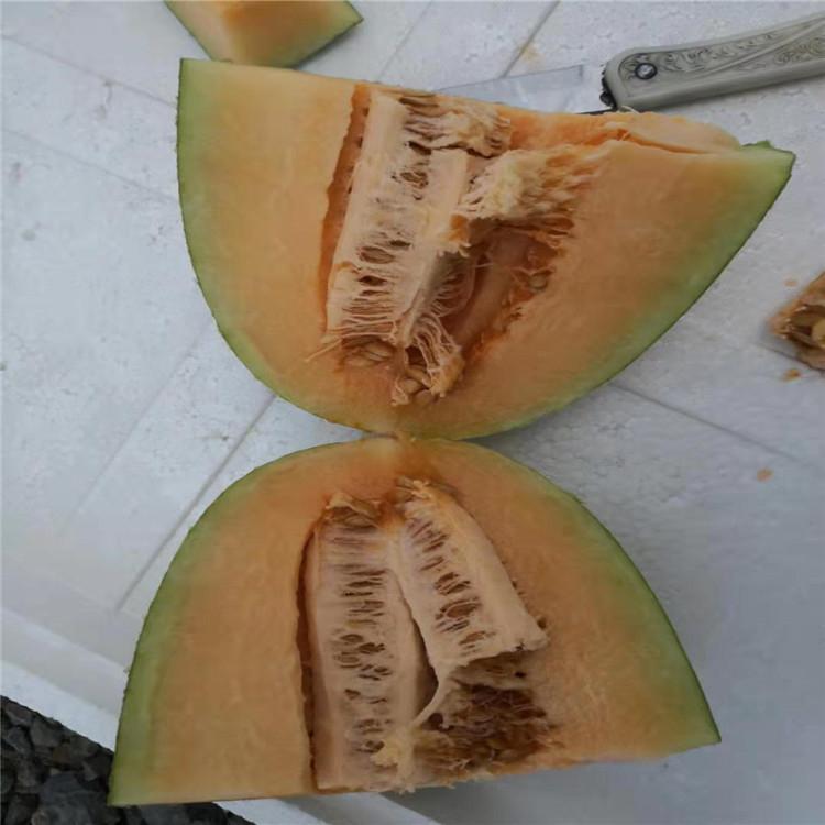 哈密瓜苗  哈密瓜甜瓜苗  甜瓜种苗培育 颖霖