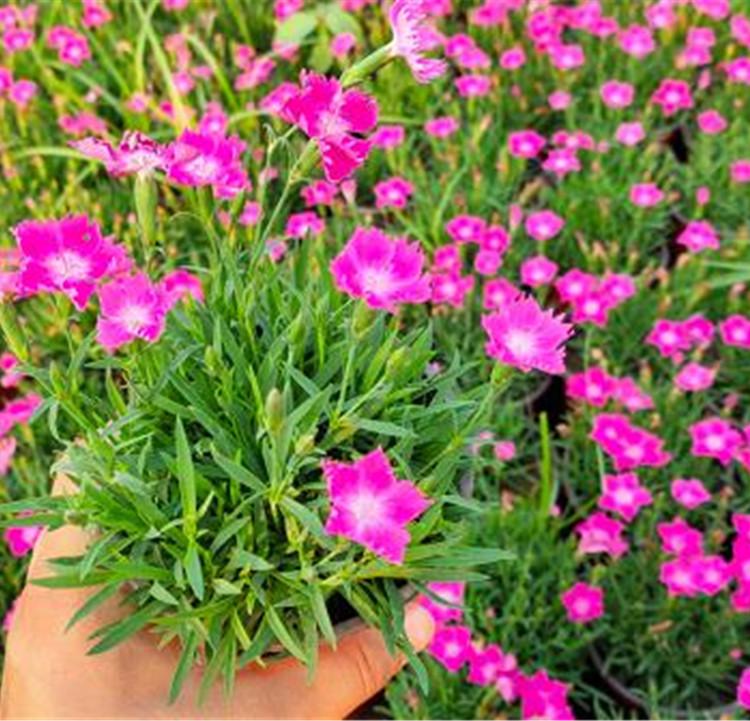 青州欧石竹基地 批发欧石竹小苗 不怕冻的草花品种