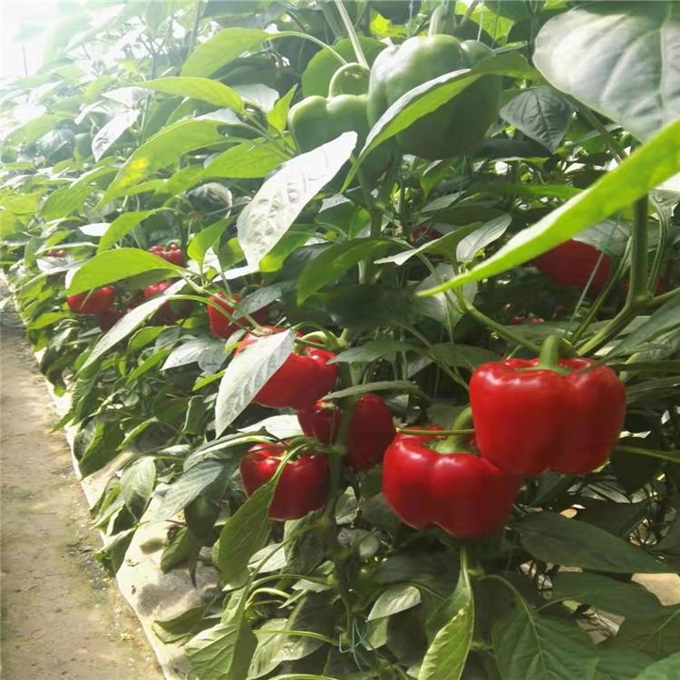 新口感灯笼椒种苗  菜椒种苗  长势好  菜椒苗批发直销