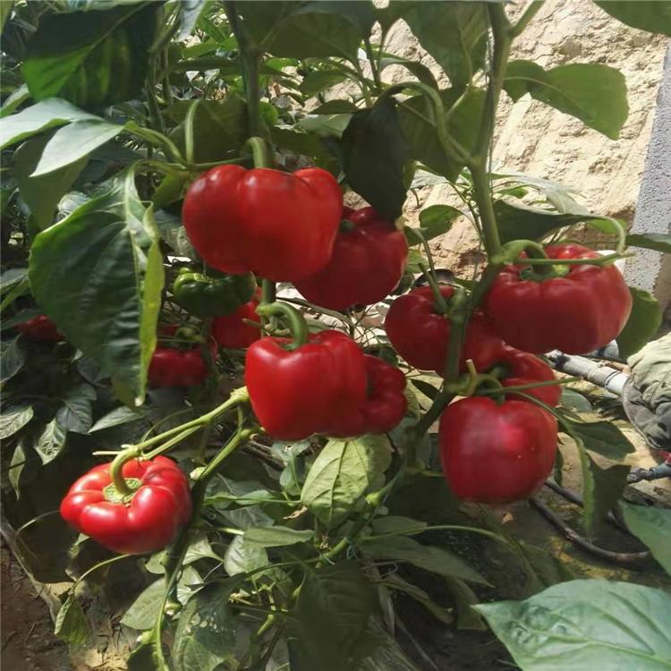 新型灯笼椒种苗  菜椒种苗 彩椒苗  口感甜脆菜椒苗