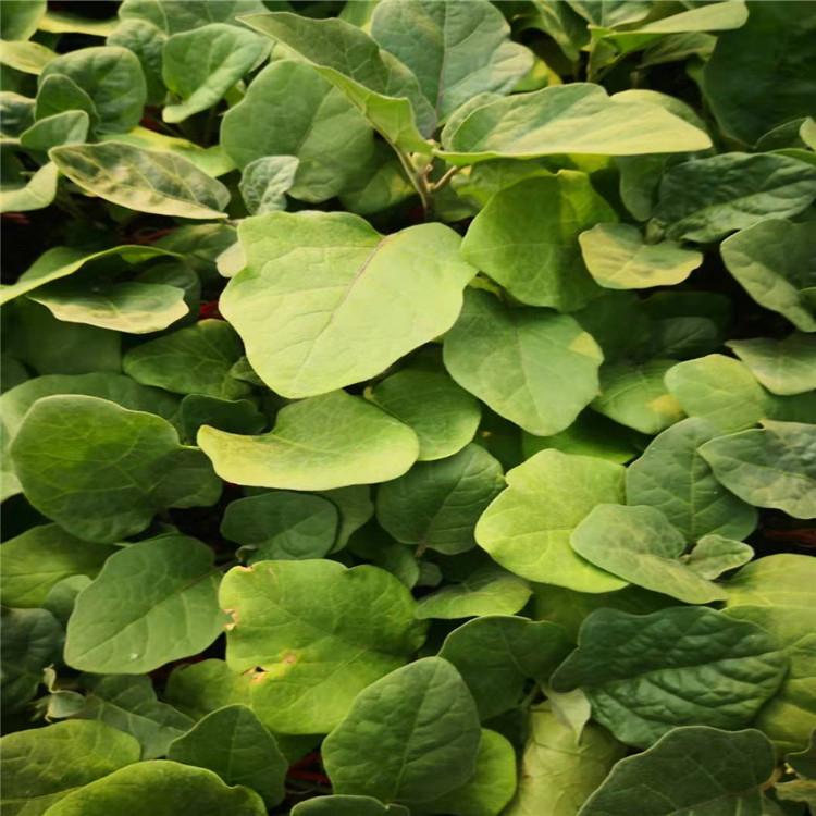 抗病毒茄子苗  圆茄种苗   长茄种苗  颖霖  批量销售