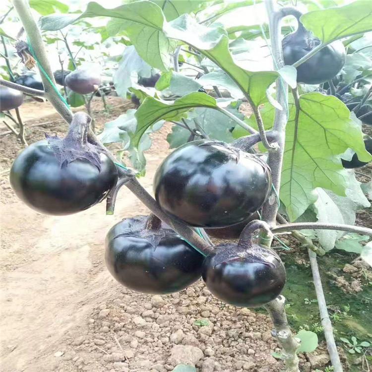 供应  果型大茄子苗  抗病毒茄子苗  口感茄子种苗销售