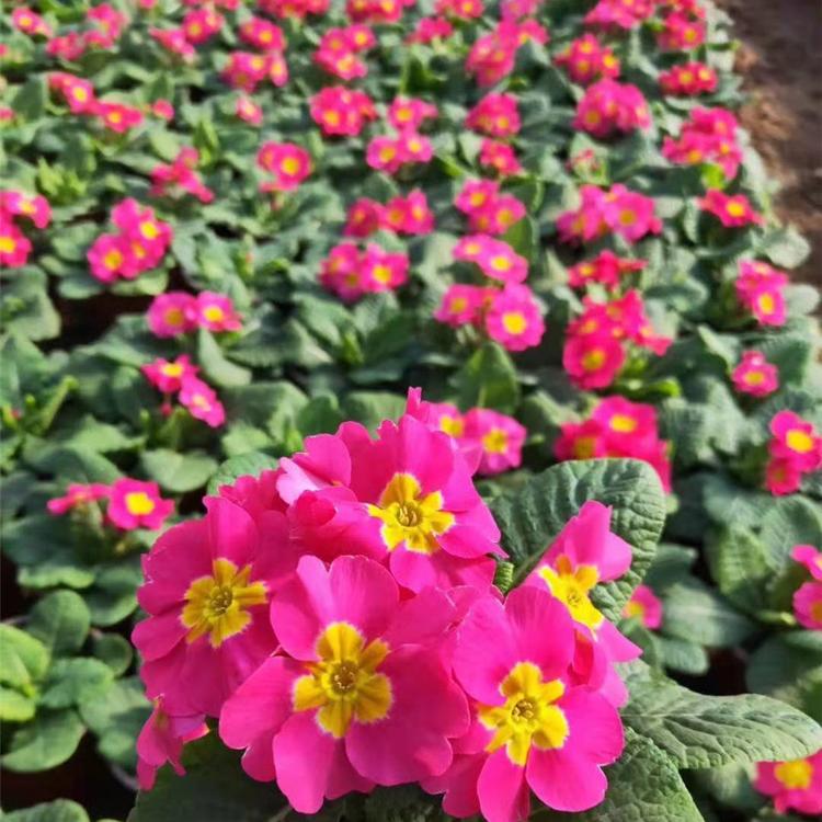宿根草花基地 青州文萱 三色堇种植基地 大量批发三色堇