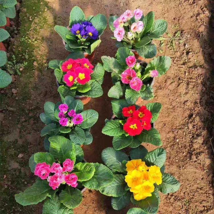花海景观设计草花 青州三色堇小苗 花海品种 多年生花卉基地
