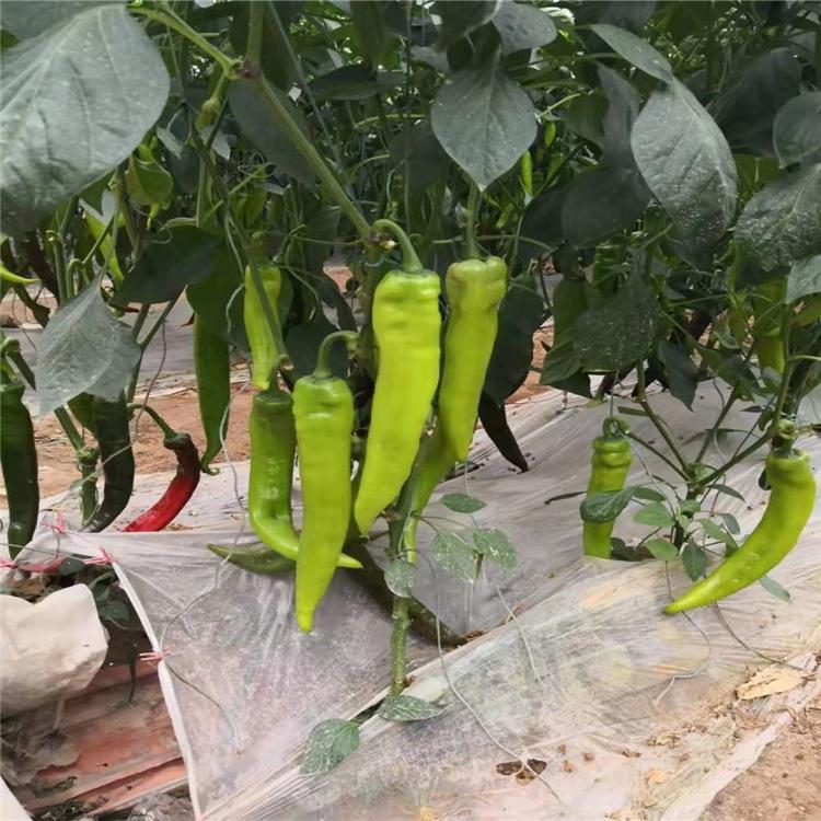 尖椒种苗  颖霖种苗 辣椒苗  辣椒种苗  产量高辣椒苗