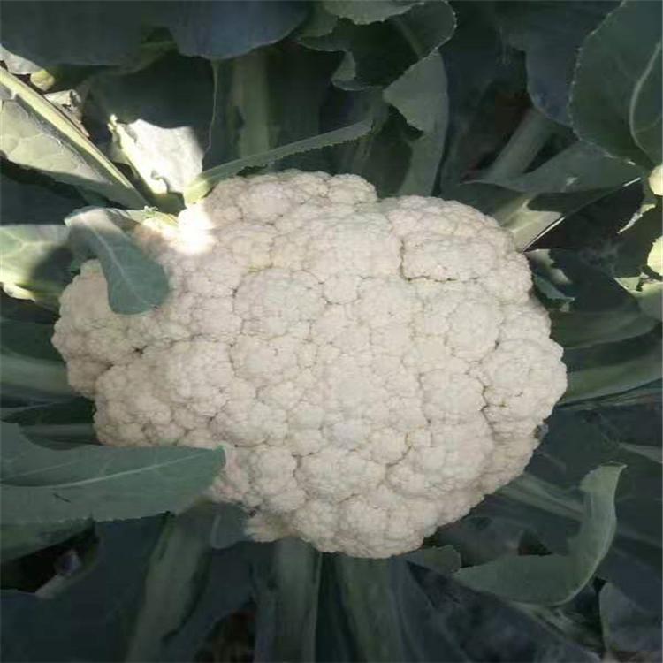 抗病毒有机花菜种苗   花菜种苗  颖霖菜花种苗  颖霖
